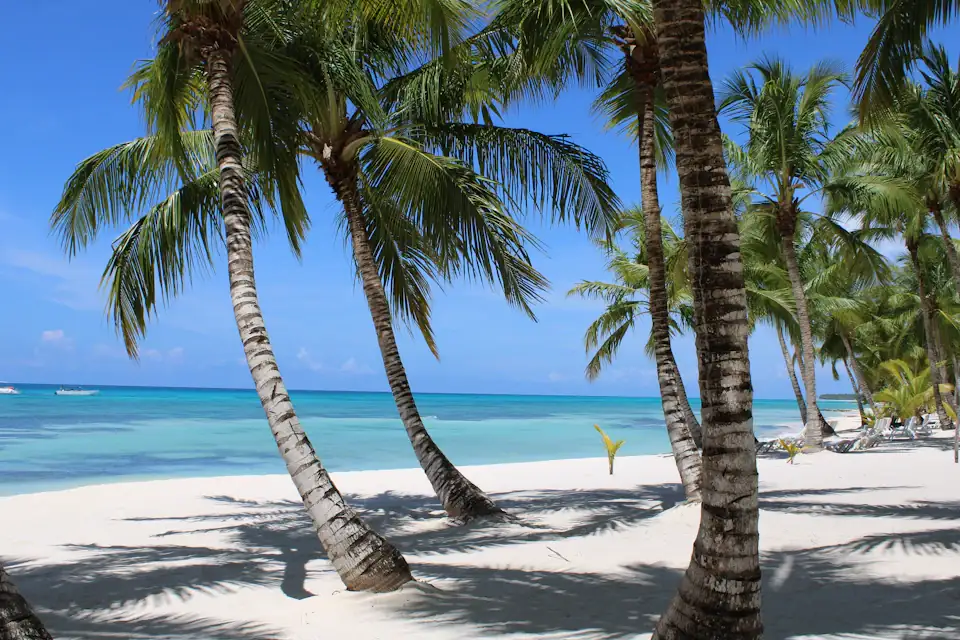 Coconut palms leaning over the white sand beach of Punta Cana, Dominican Republic